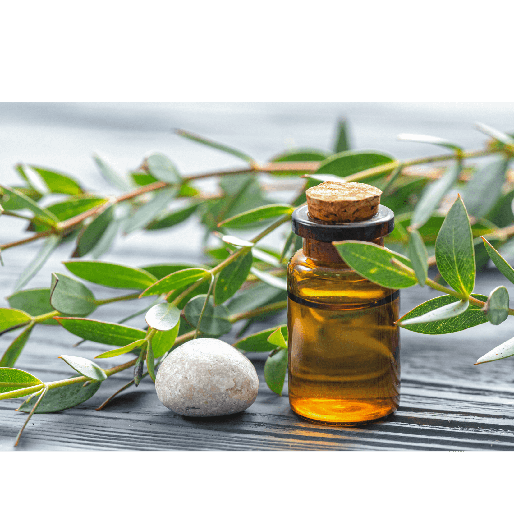 huile essentielle eucalyptus effet rafraîchissant revigorant